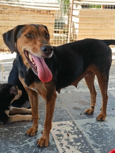 Electra Zorro Dogsavior Sept25 8