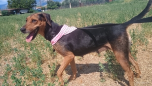 Electra Zorro Dogsavior Sept25 9