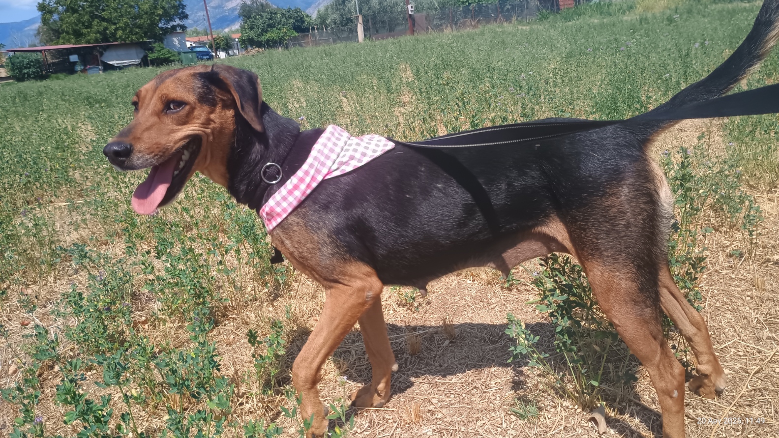 Electra Zorro Dogsavior Sept25 9