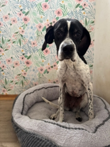 Evita Zorro Dogsavior Dez25 1