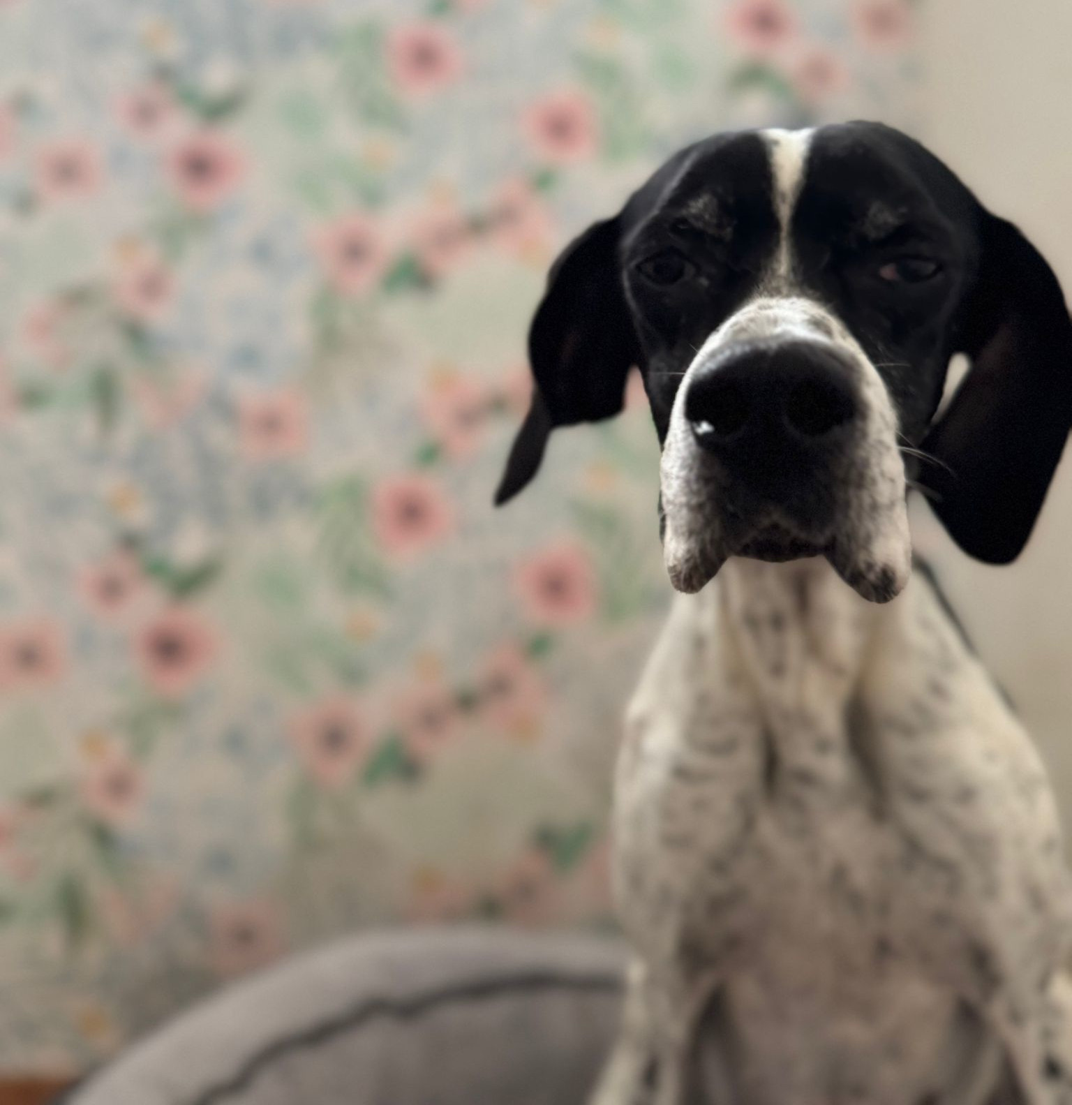 Evita Zorro Dogsavior Dez25 2