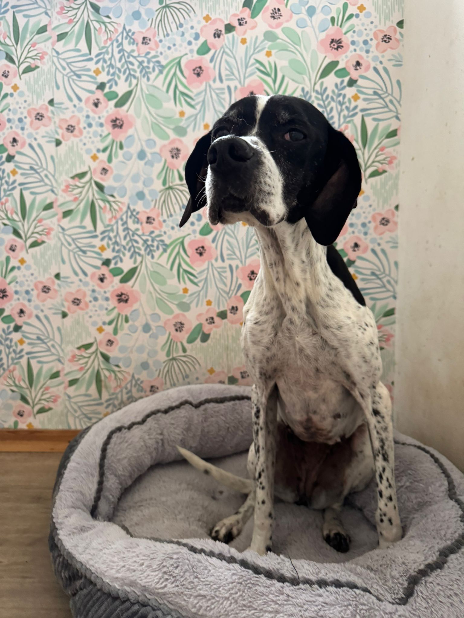 Evita Zorro Dogsavior Dez25 3