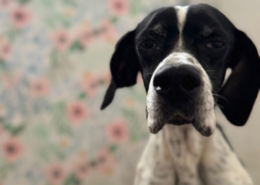 Evita Zorro Dogsavior Dez25 Beitragsbild