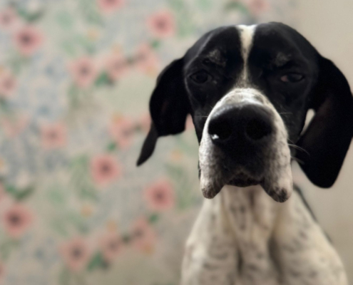 Evita Zorro Dogsavior Dez25 Beitragsbild