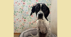 Evita Zorro Dogsavior Dez25 Social Media