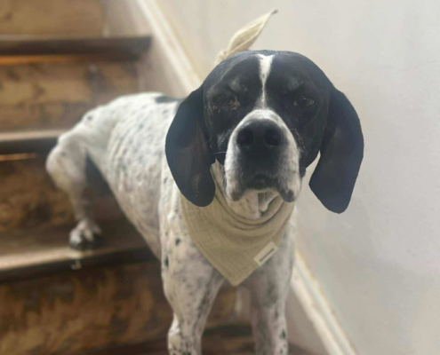 Evita Zorro Dogsavior Sep25 Beitragsbild