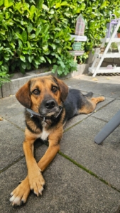 Fedon Gluecksgeschichte 11 2025 1