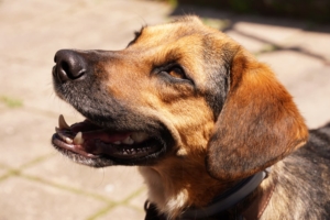 Fedon Gluecksgeschichte 11 2025 2