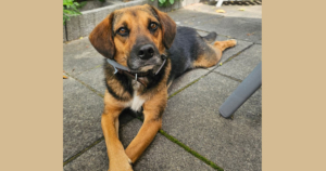 Fedon Gluecksgeschichte Beitragsbild 11 2025 1