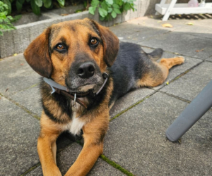 Fedon Gluecksgeschichte HP 11 2025 1