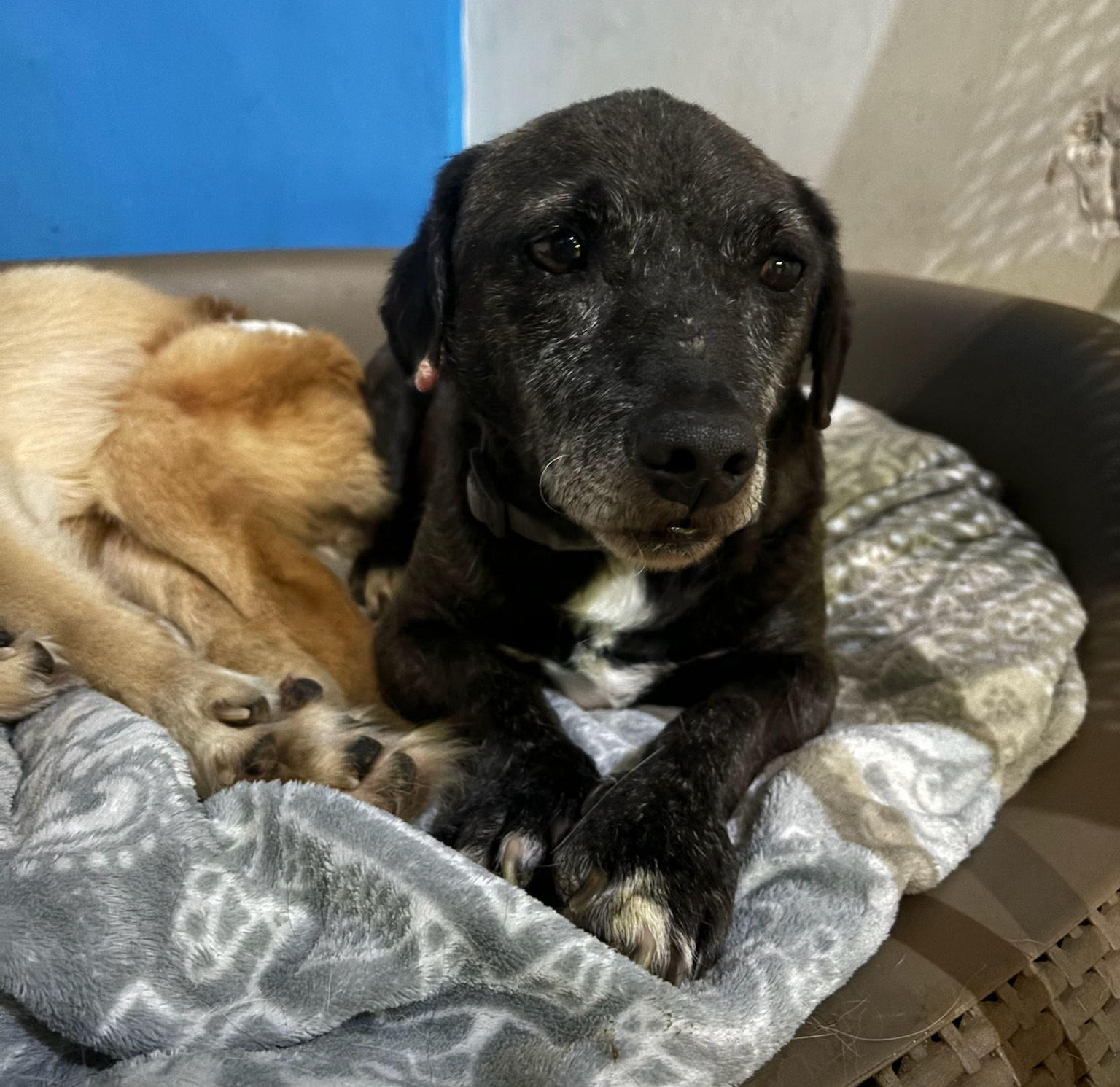 Fidias Zorro Dogsavior Dez25 1