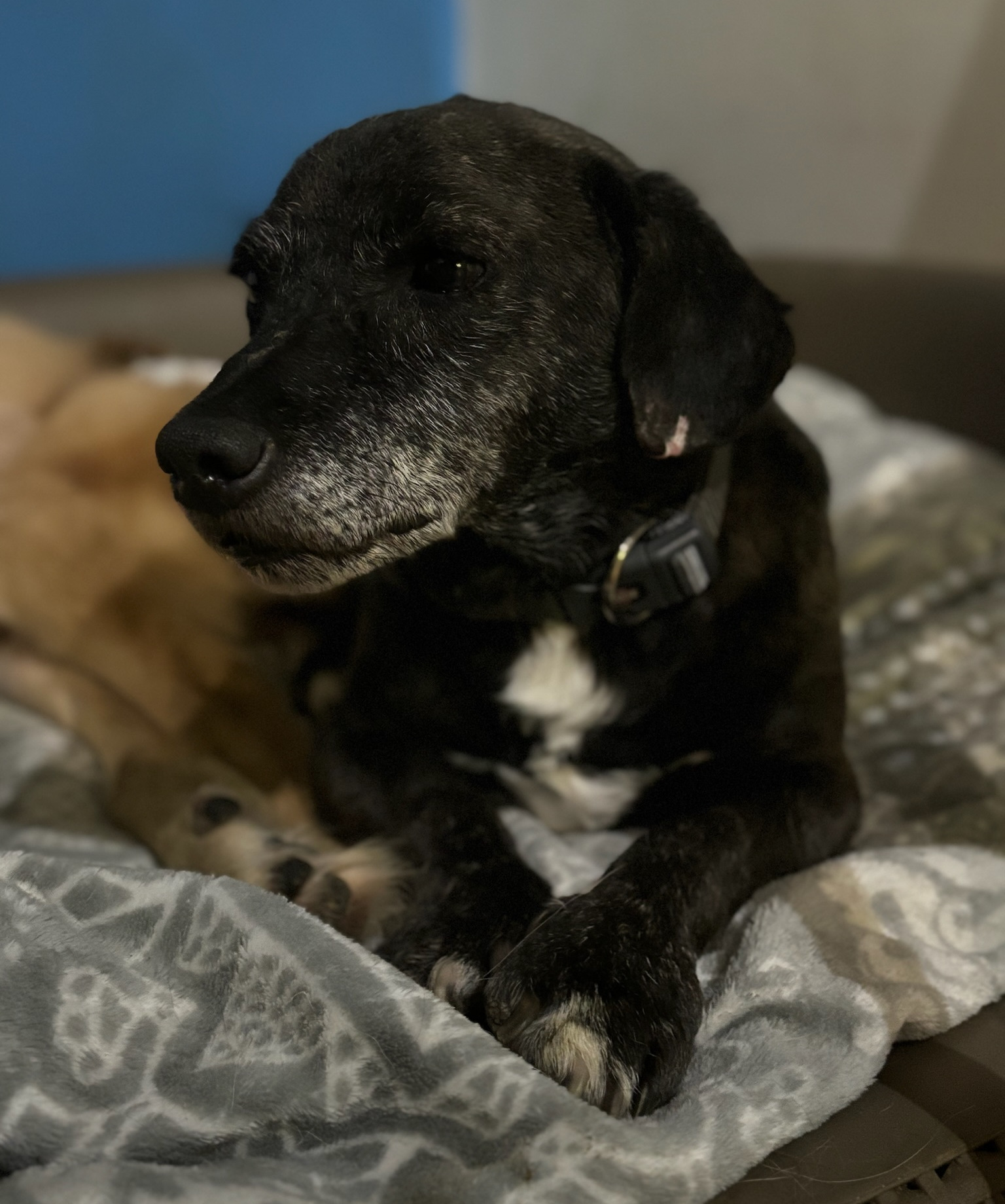 Fidias Zorro Dogsavior Dez25 2