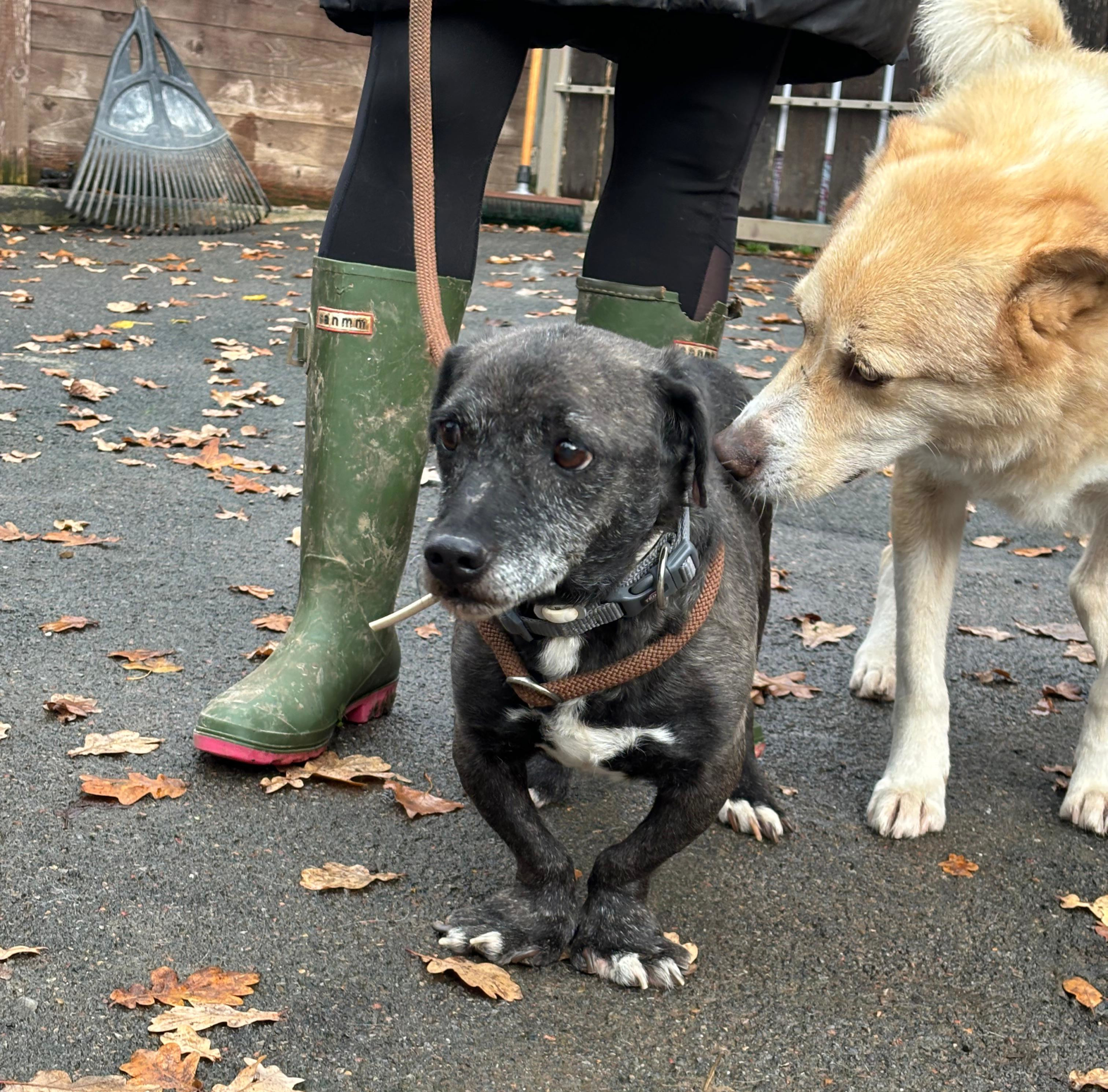 Fidias Zorro Dogsavior Dez25 3