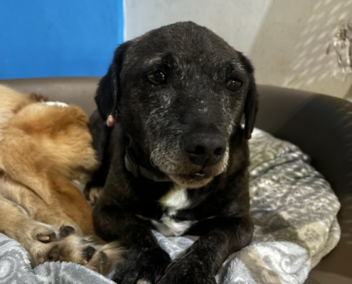 Fidias Zorro Dogsavior Dez25 Beitragsbild