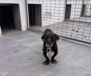 Fidias Zorro Dogsavior Sep25 1