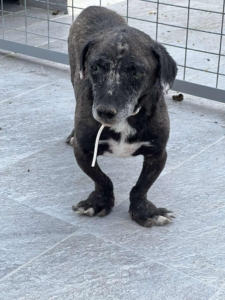 Fidias Zorro Dogsavior Sep25 2