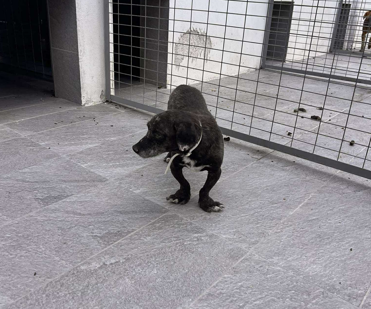 Fidias Zorro Dogsavior Sep25 3