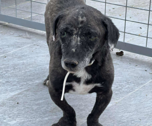 Fidias Zorro Dogsavior Sep25 Beitragsbild