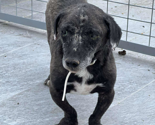 Fidias Zorro Dogsavior Sep25 Beitragsbild