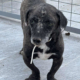 Fidias Zorro Dogsavior Sep25 Beitragsbild