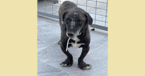 Fidias Zorro Dogsavior Sep25 SocialMedia