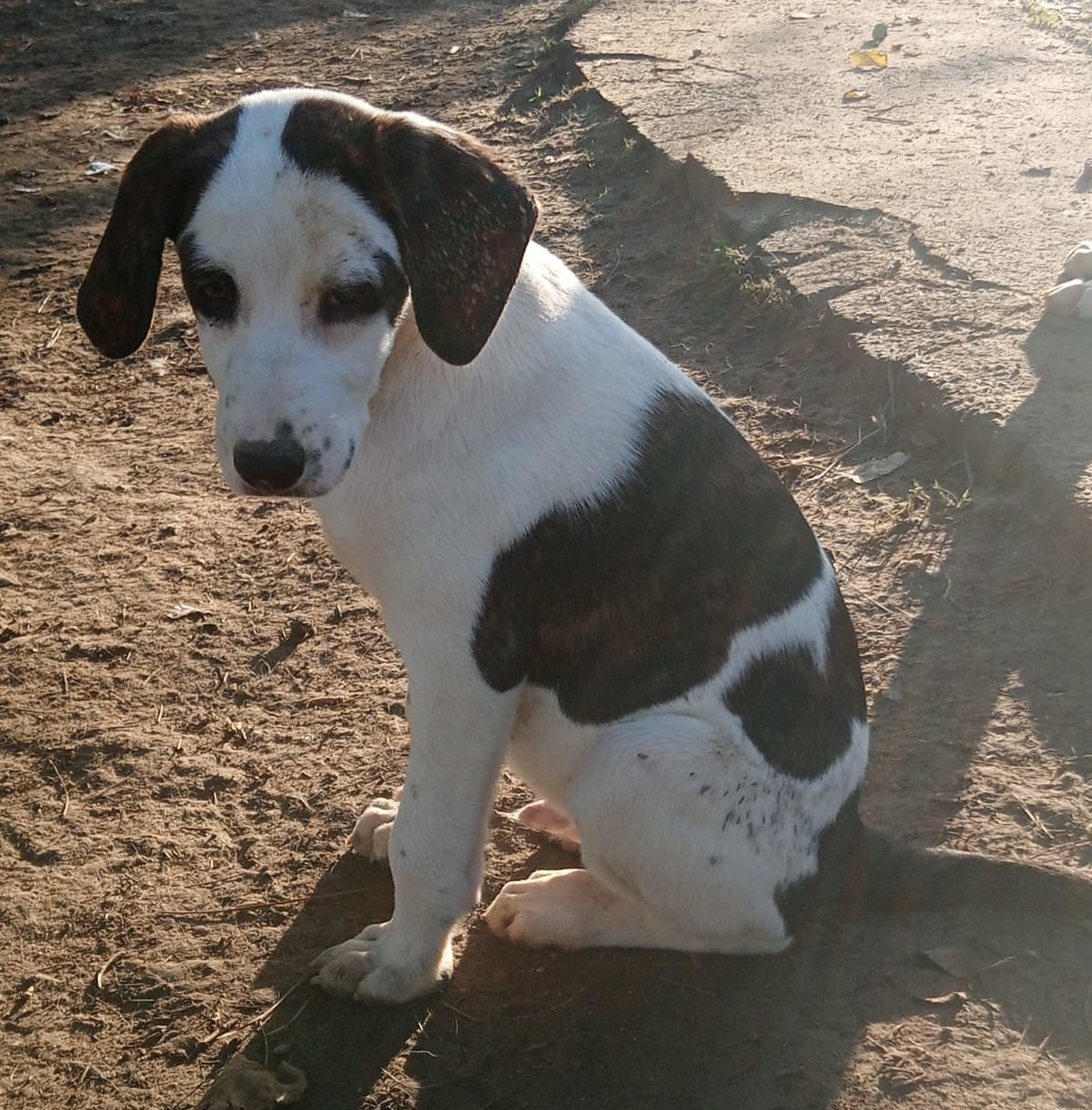 Hector Zorro Dogdavior Dez25 1