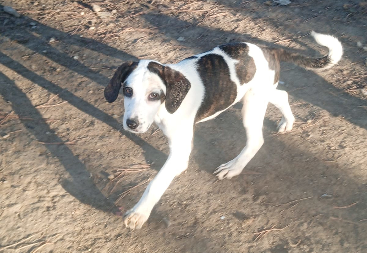 Hector Zorro Dogdavior Dez25 2