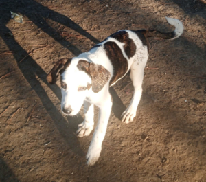 Hector Zorro Dogdavior Dez25 3