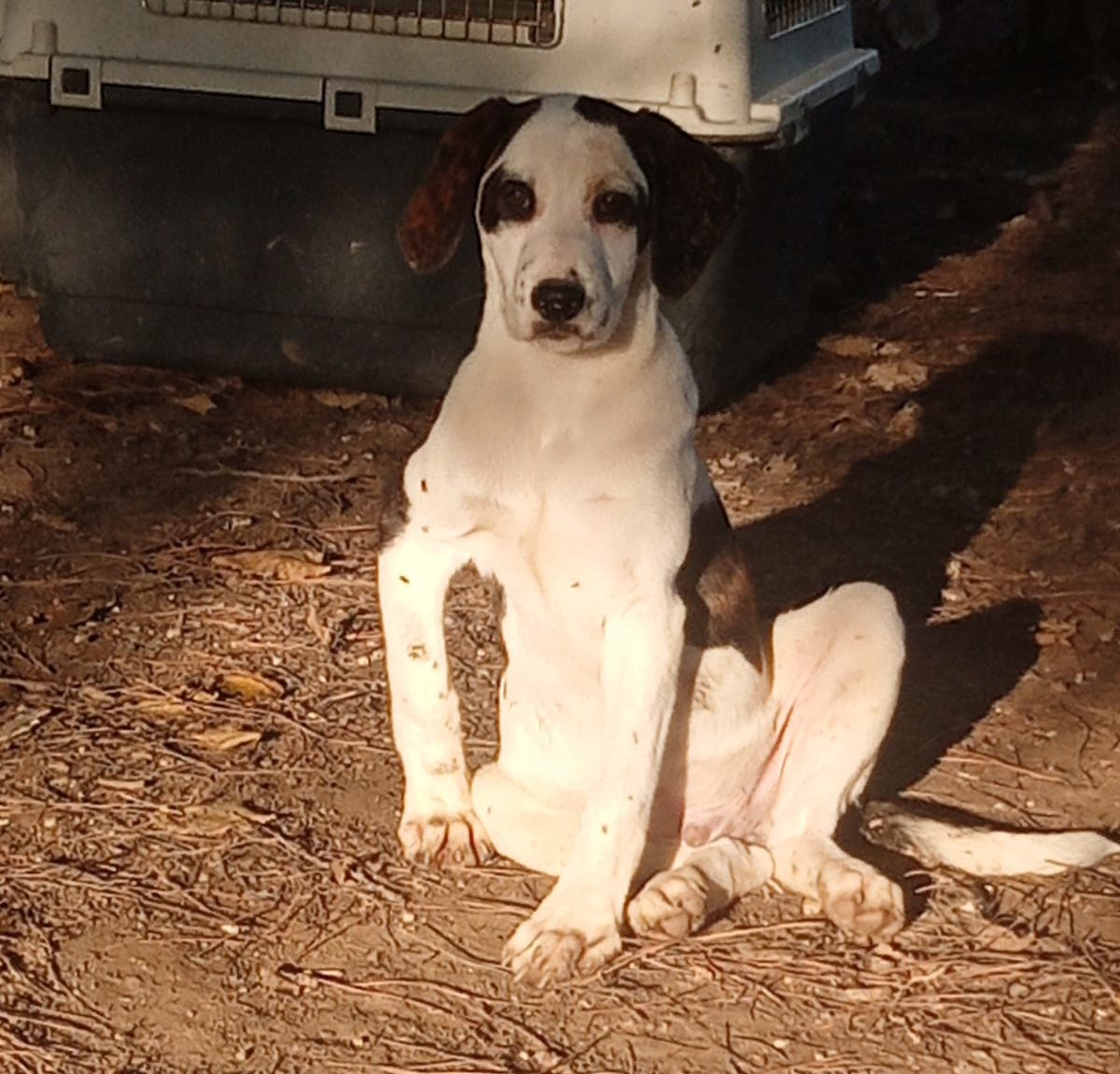 Hector Zorro Dogdavior Dez25 4