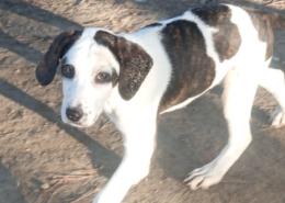 Hector Zorro Dogdavior Dez25 Beitragsbild