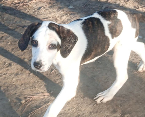 Hector Zorro Dogdavior Dez25 Beitragsbild