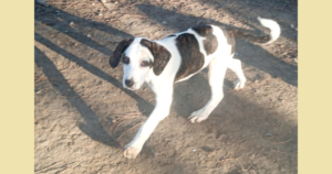 Hector Zorro Dogdavior Dez25 Social Media