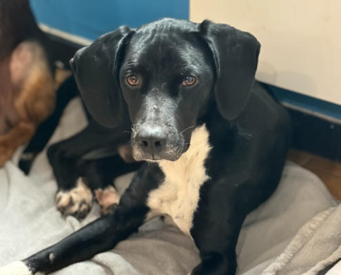 Jecki Zorro Dogsavior Dez25 Beitragsbild