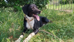 Jecki Zorro Dogsavior Sep25 1