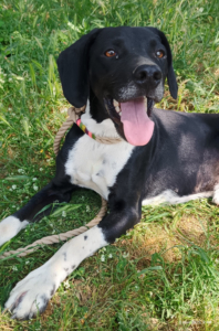 Jecki Zorro Dogsavior Sep25 2