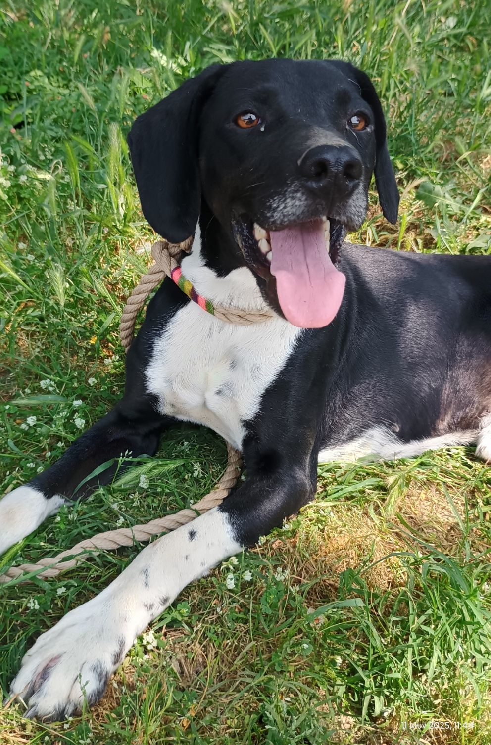 Jecki Zorro Dogsavior Sep25 2