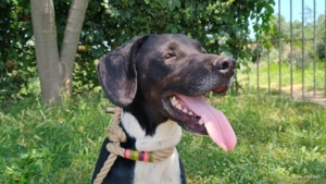 Jecki Zorro Dogsavior Sep25 3