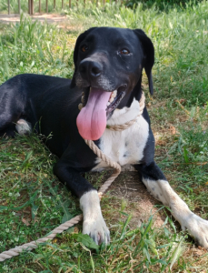 Jecki Zorro Dogsavior Sep25 4