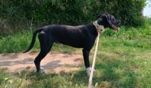 Jecki Zorro Dogsavior Sep25 5