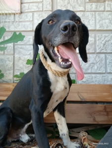 Jecki Zorro Dogsavior Sep25 6