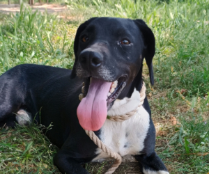 Jecki Zorro Dogsavior Sep25 Beitragsbild