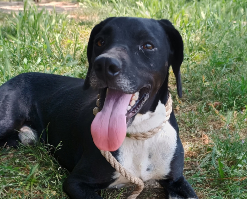 Jecki Zorro Dogsavior Sep25 Beitragsbild