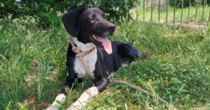 Jecki Zorro Dogsavior Sep25 Social Media