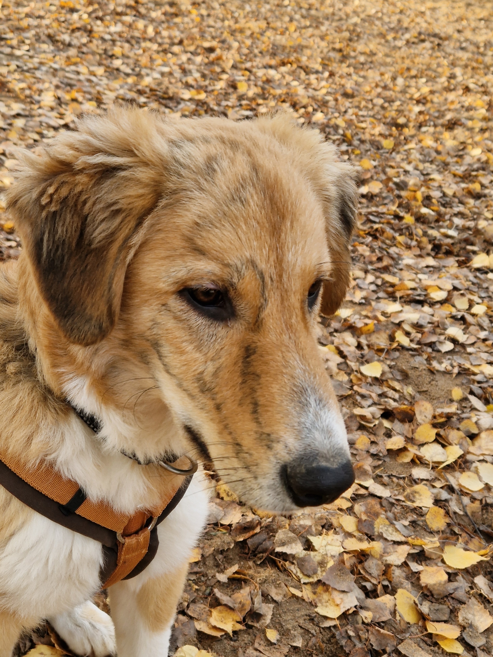 Jordy Zorro Dogsavior Nov25 1