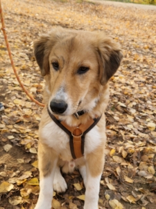 Jordy Zorro Dogsavior Nov25 2