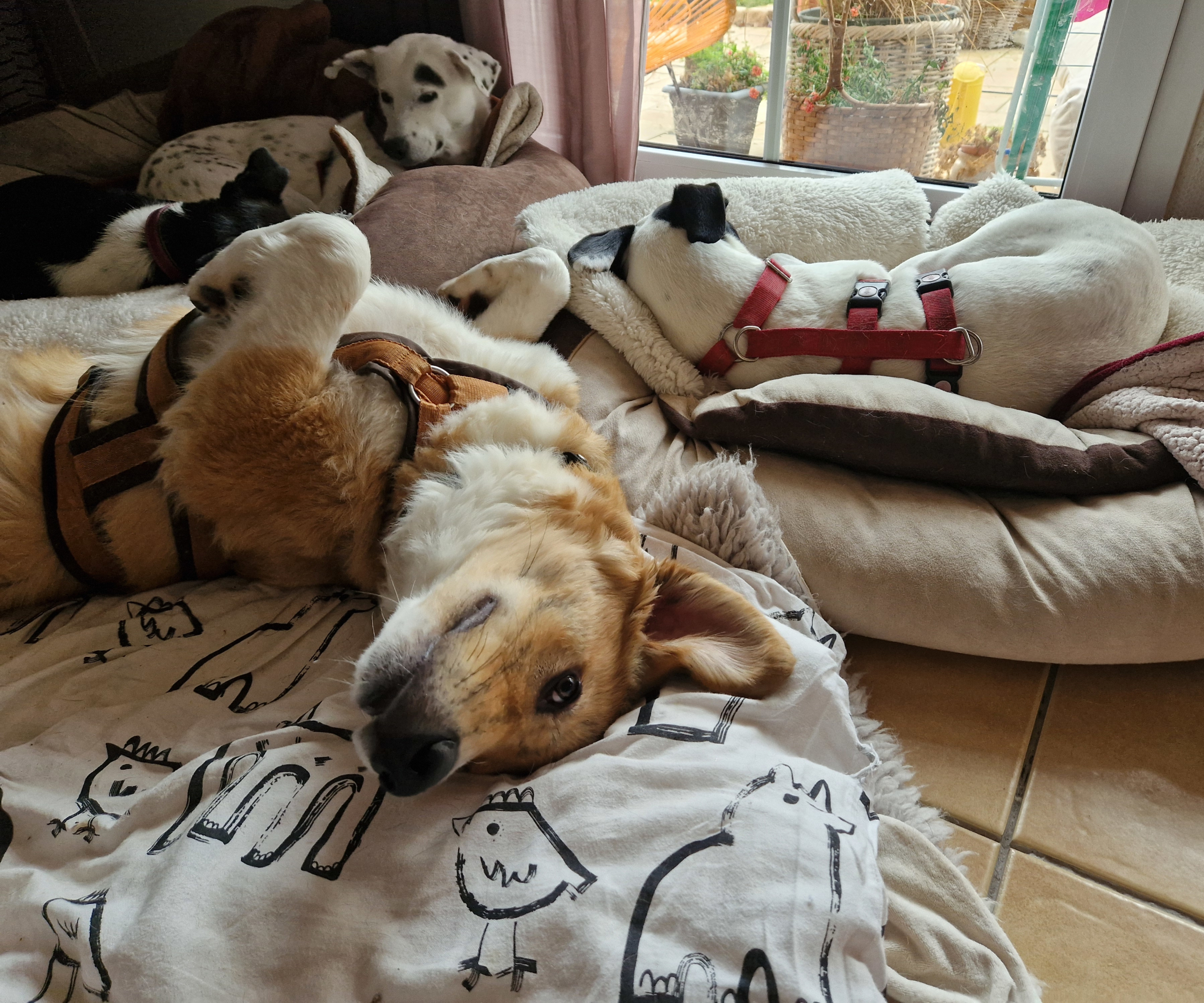 Jordy Zorro Dogsavior Nov25 4