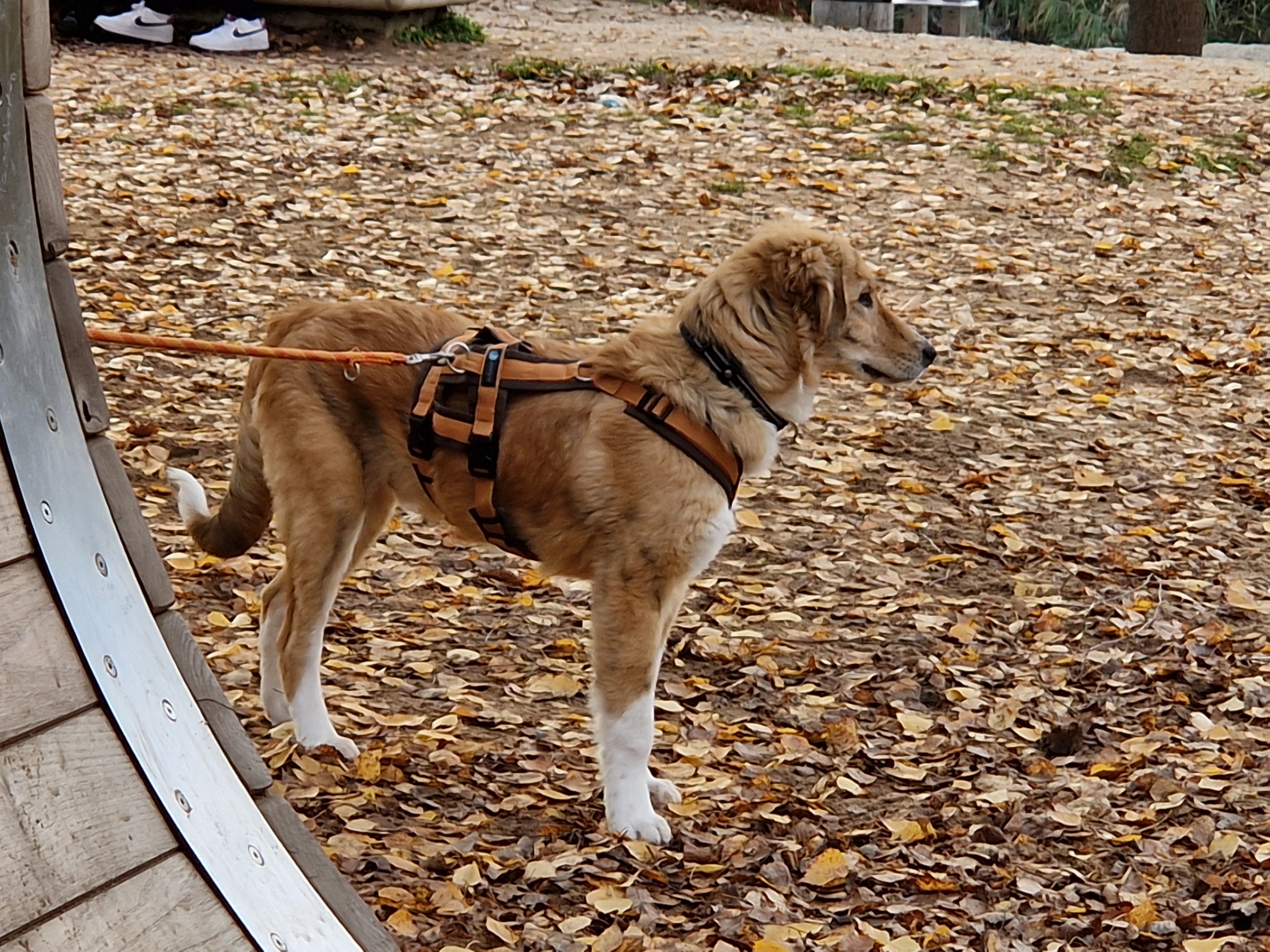 Jordy Zorro Dogsavior Nov25 5