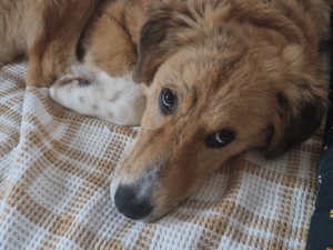 Jordy Zorro Dogsavior Nov25 6