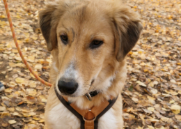 Jordy Zorro Dogsavior Nov25 Beitragsbild