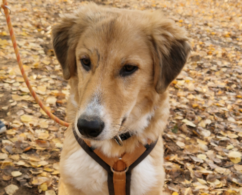 Jordy Zorro Dogsavior Nov25 Beitragsbild